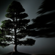 Image for article titled Owner of Stolen 400-Year-Old Bonsai Worth $90,000 Pleads on Facebook: 'Are They Giving You Enough Water?'